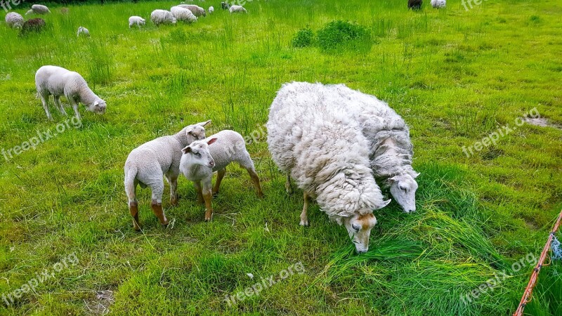 Sheep Lamb Puppies Animal Baby Animal