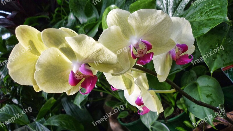 Flowers Orchids Nature Floral Color