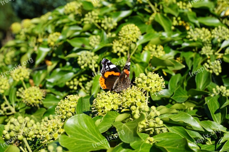 Butterfly Plant Insect Linde Nectar