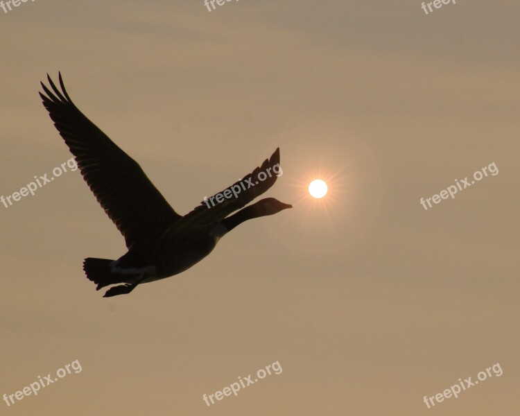 Bird Geese Goose Wildlife Duck