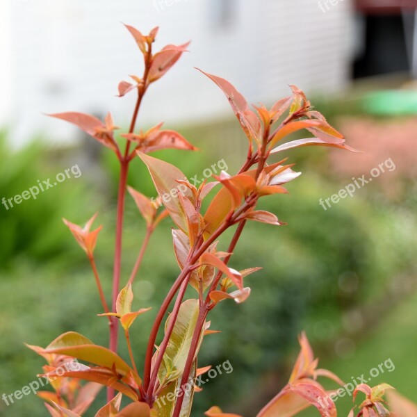 New Growth Leaves Spring Growth New