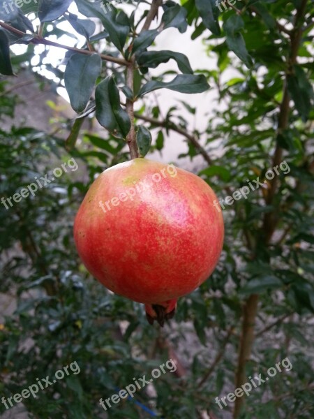 Pomegranate Fruit Nature Plants Garden