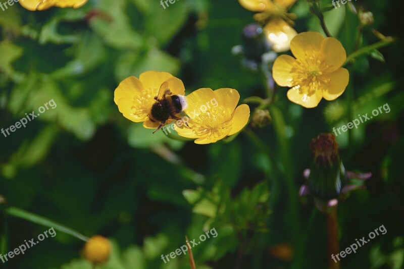 Flowers Bourdon Insect Nature Forage