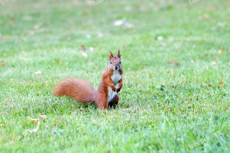 The Squirrel Animal Rodent Park Grass