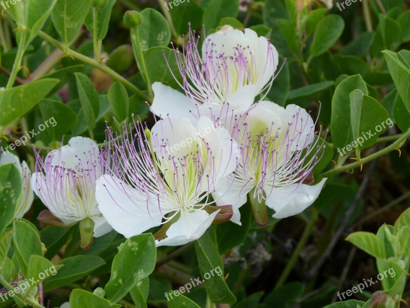 Blossom Bloom Flower Capture Plant Evergreen Bush