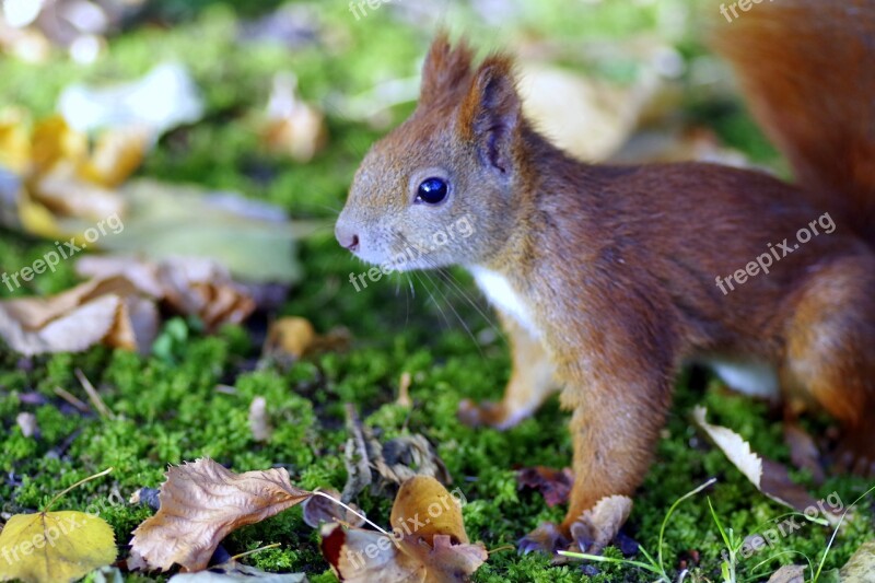 The Squirrel Animal Rodent Park Grass