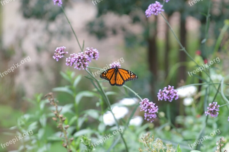 Nature Monarch Butterfly Insect Free Photos