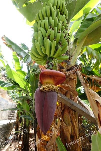 Portugal Madeira Bananas Nature Fruit