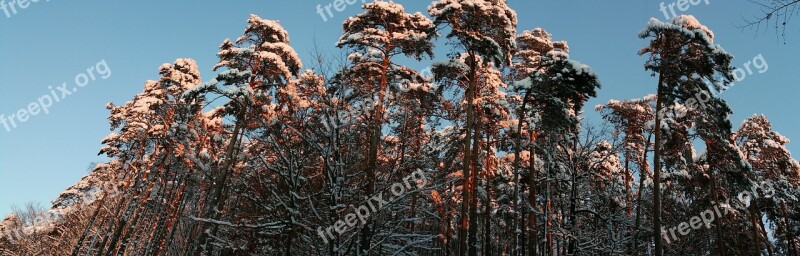 Pine Winter Romantic Winter Mood Sunset