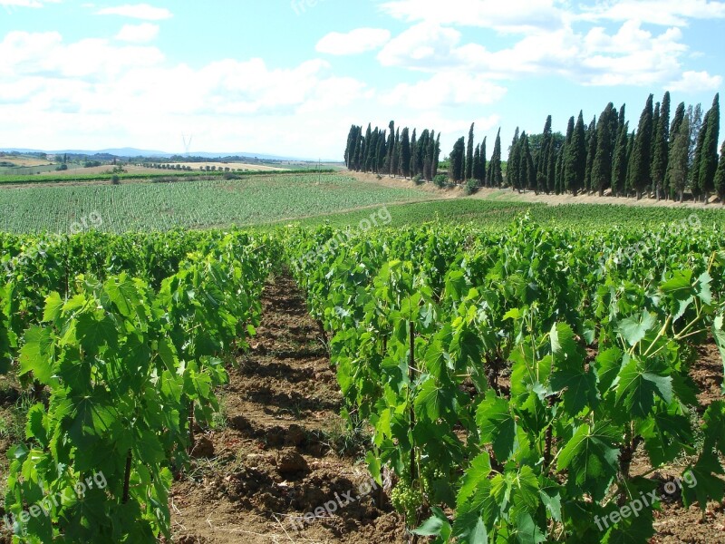 Vineyard Wine Italy The Fields Summer