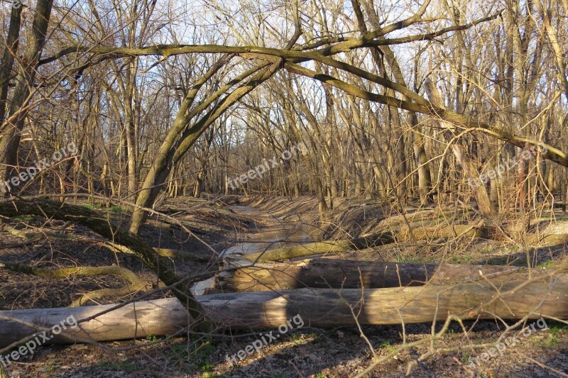 Trees Logs Woods Woodland Dense