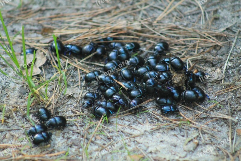 Beetle Worm Closeup Free Photos