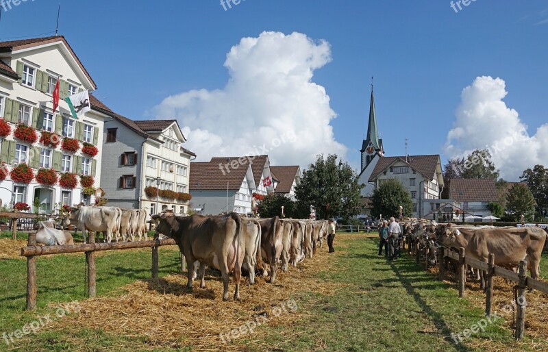 Cattle Show Customs Appenzellerland Appenzell Stone