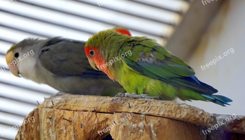 Birds Tropical Tropical Bird Green Red