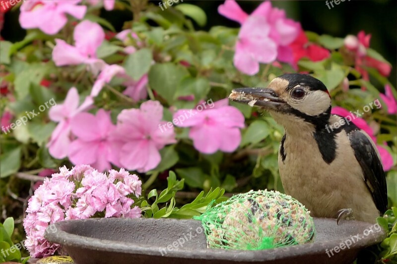 Bird Great Spotted Woodpecker Dendrocopos Major Feeding Place Garden