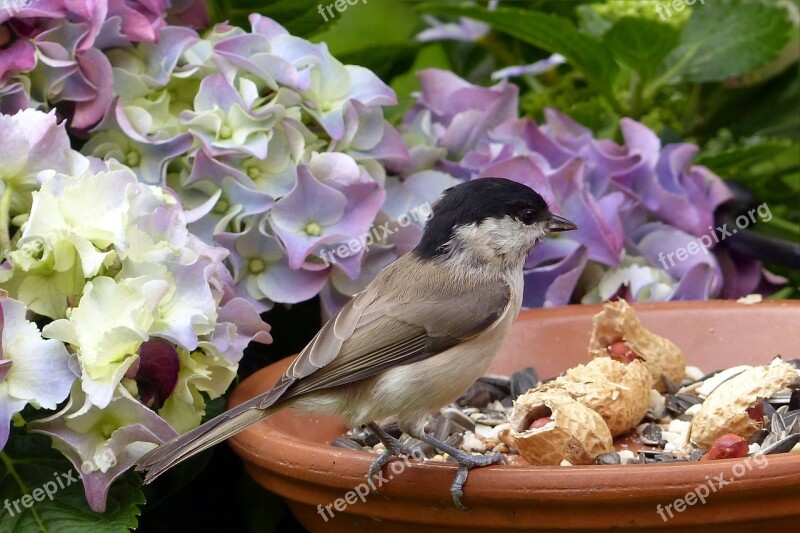 Bird Marsh Tit Parus Palustris Feeding Place Garden