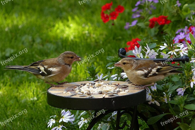 Bird Chaffinch Fringilla Coelebs Feeding Garden