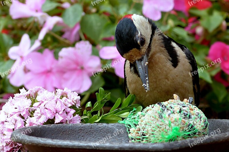 Bird Great Spotted Woodpecker Dendrocopos Major Feeding Place Garden