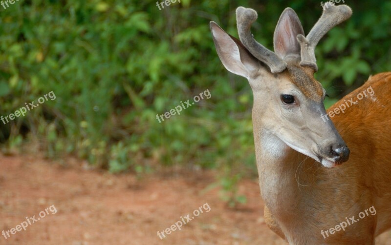 Deer Buck Wildlife Animal Mammal