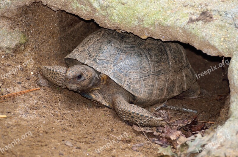 Gopher Turtle Wildlife Reptile Tortoise Animal