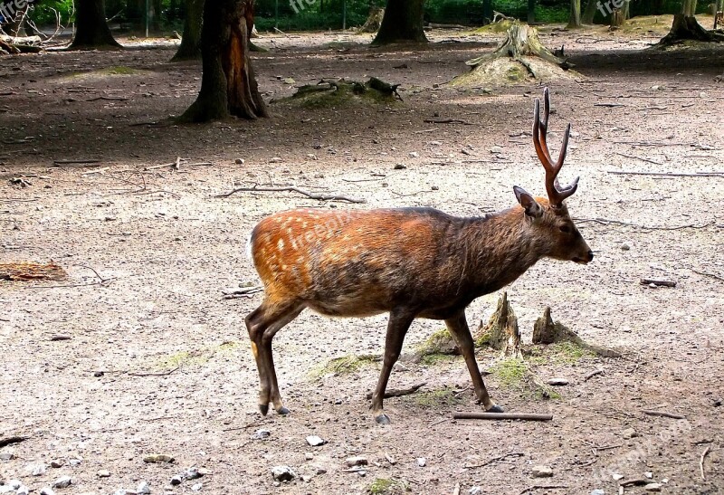 Hirsch Red Deer Enclosure Antler Carrier Wildlife Park