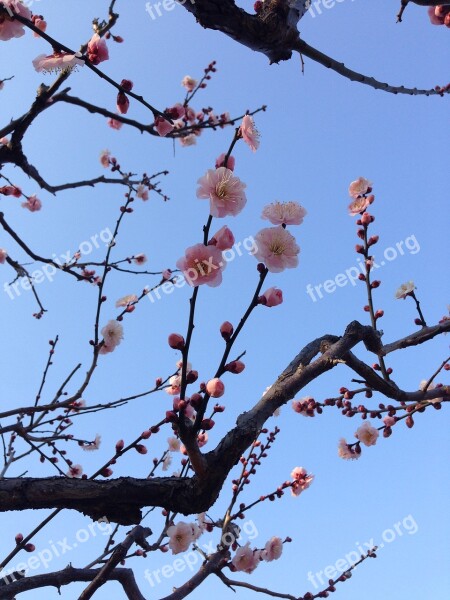 Plum Blossoms Spring Cherry Blossoms Branch Wood