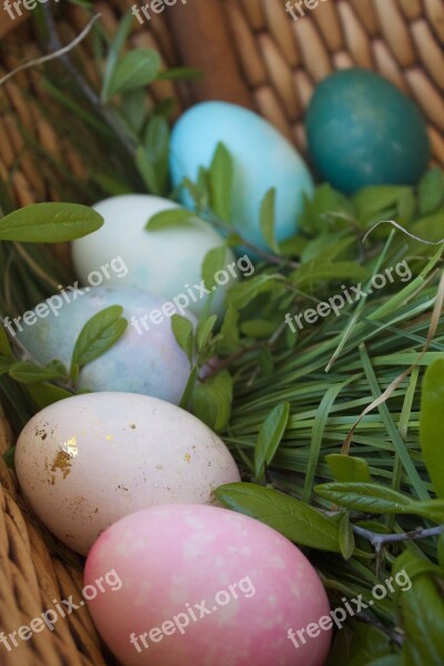 Eggs Easter Easter Egg Holiday Spring