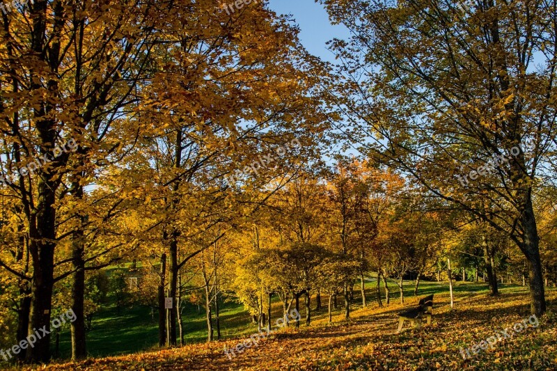 Autumn Golden Autumn Leaves Fall Foliage Tree