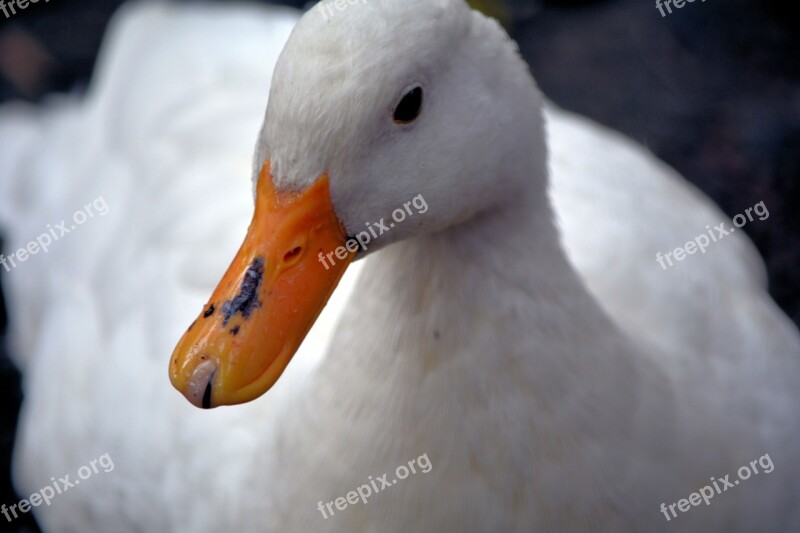 Yellow Beak Duck Feathered Free Photos