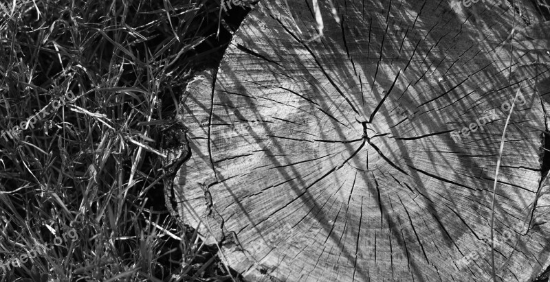 Stump Nature Forest Grass Beauty