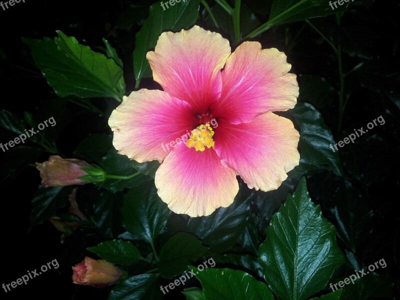 Flower Cocoon Nature Hibiscus Rose China