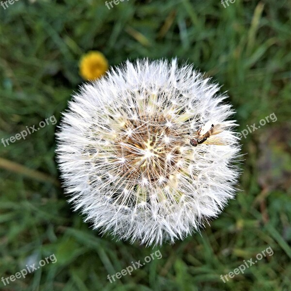 Nature Plant Dandelion Buttercup Faded