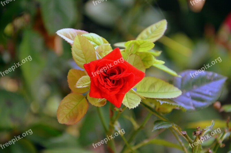 Rosa Flower Nature Beauty Plants