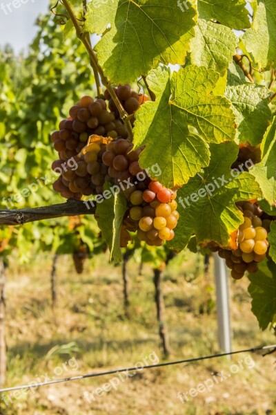 Wine Grapes Pálava Moravia Autumn