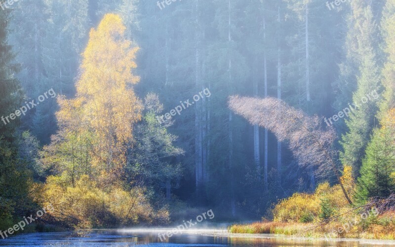 Autumn Fog Forest Morning Morgenstimmung