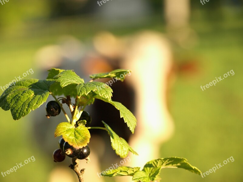 Currant Nature Fruit Garden Village