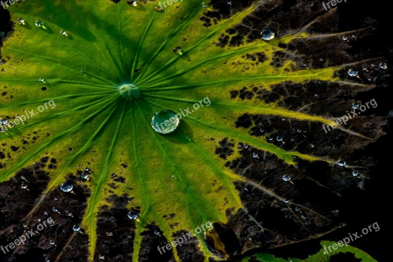 Green Leaves Natural Water Drops Leaves Free Photos