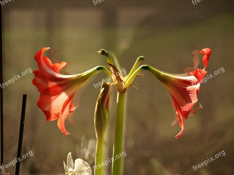 Lily Flower Bokeh Blooming Flowers Green