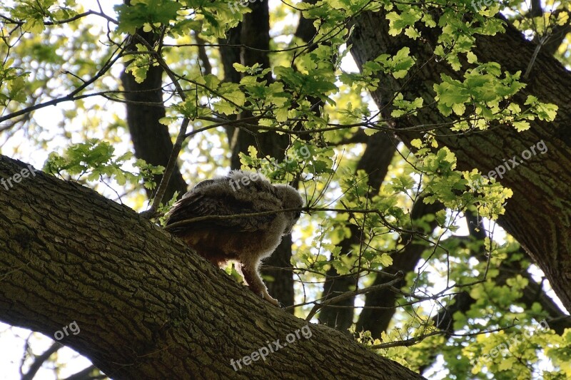 Eagle Owl Young Bird Nest Duvenstedter Brook Free Photos