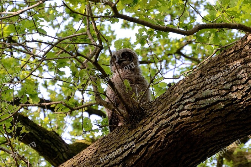 Eagle Owl Young Bird Nest Bird Free Photos