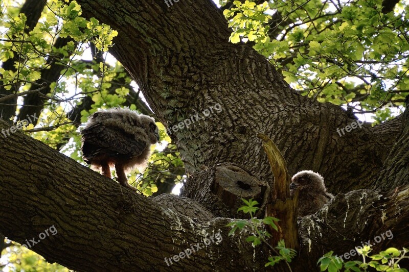 Eagle Owl Young Bird Duvenstedter Brook Free Photos