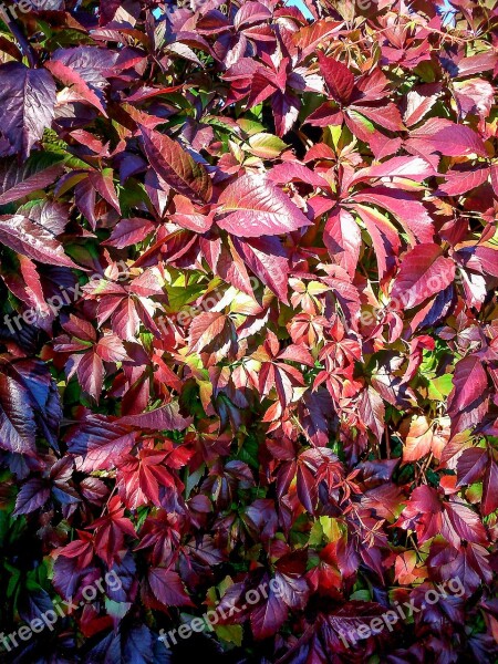 Parthenocissus Red Leaves Autumn Plant Red