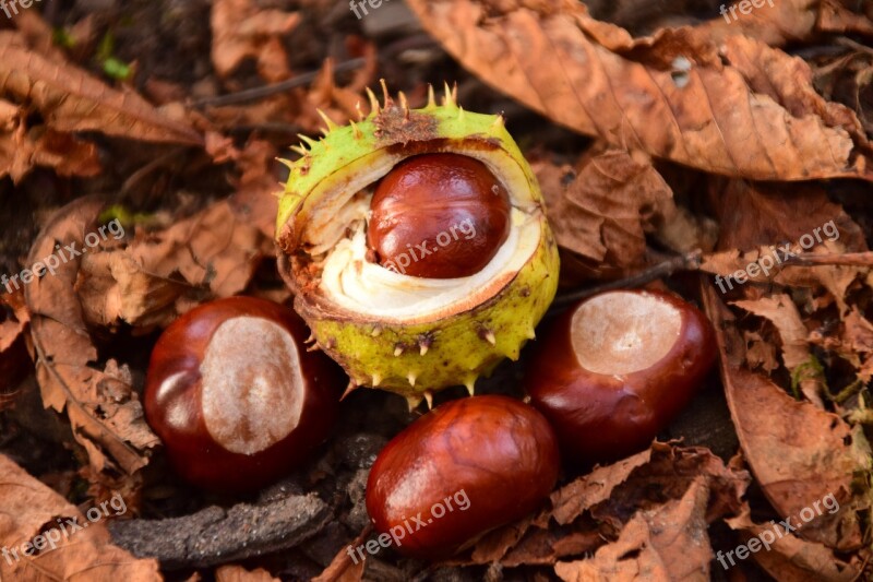 Chestnut Autumn Prickly Forest Floor Chestnut Leaves