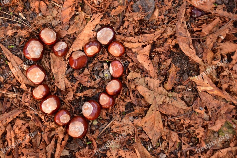 Heart Chestnut Chestnut Heart Autumn Brown