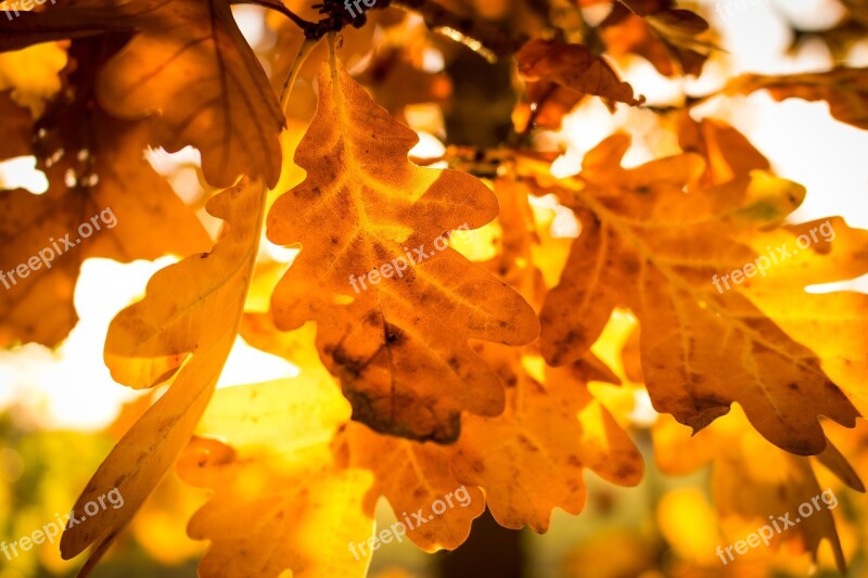 Autumn Autumn Beginning Leaf Nature Leaves