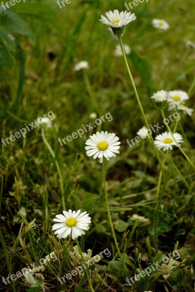 Daisies Meadow Flower Free Photos