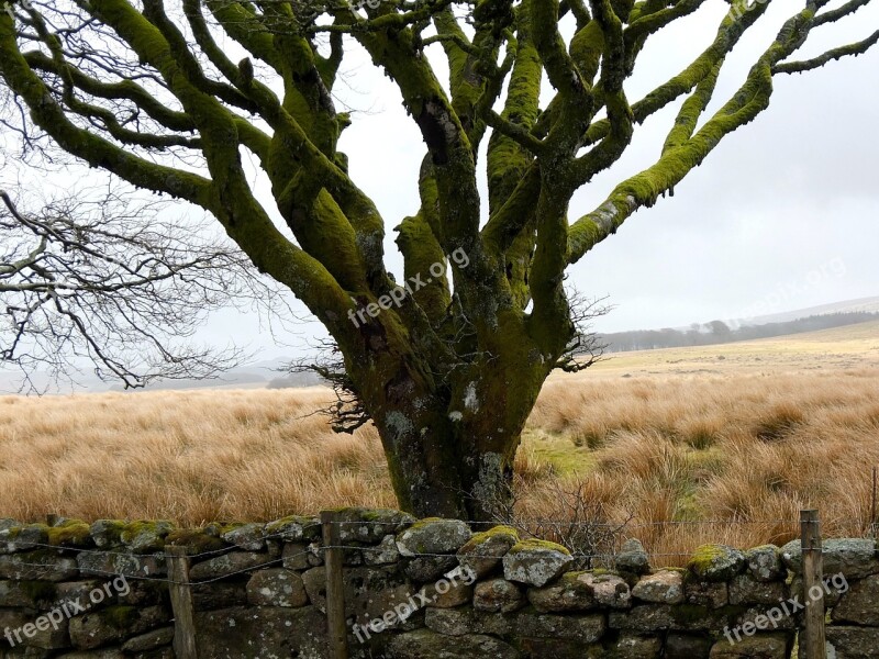 Tree Moss Dartmoor Winter Wild