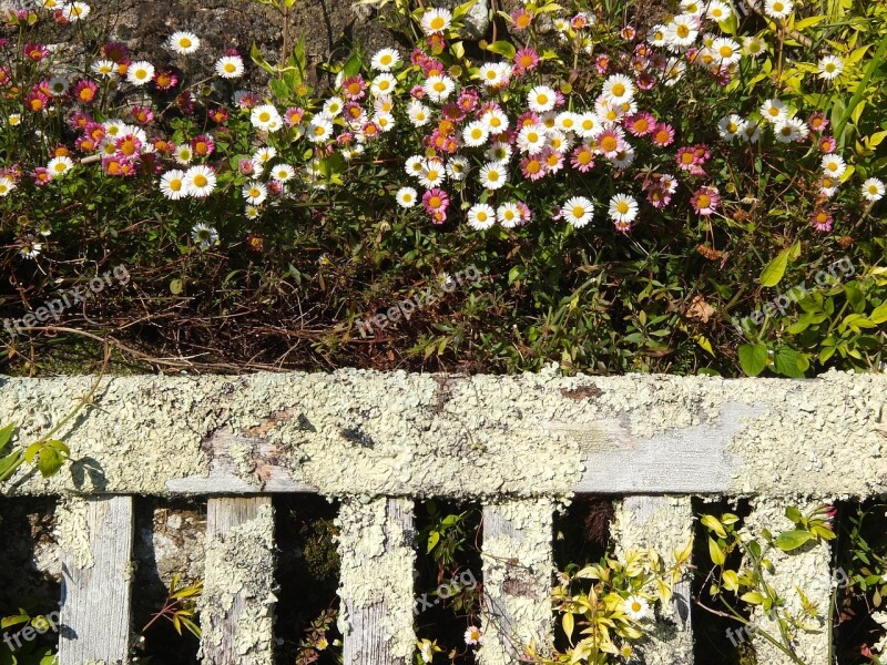 Flowers Garden Romantic Wooden Bench Summer