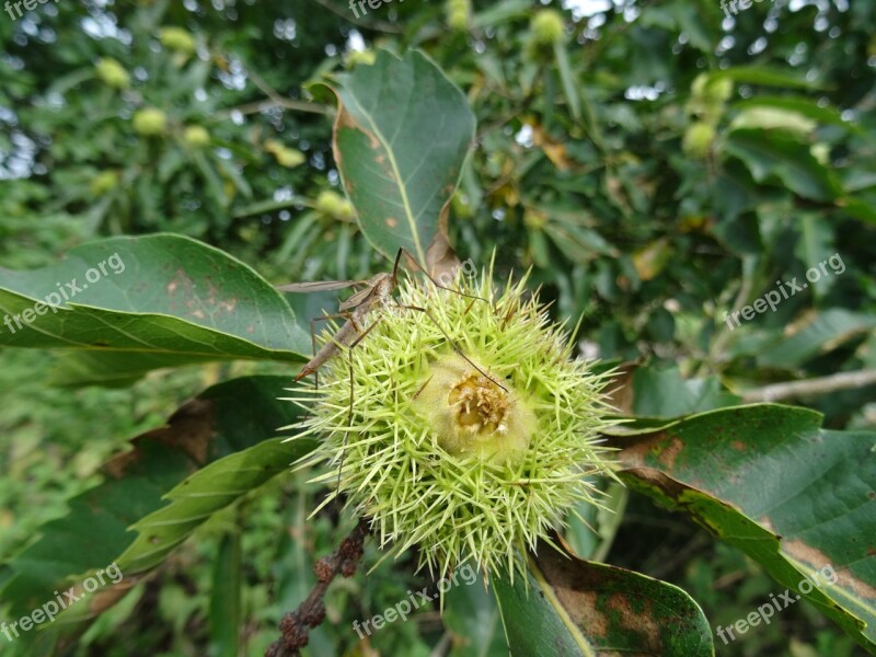 Chestnut Tree Daddy Long Legs Garden Summer Free Photos