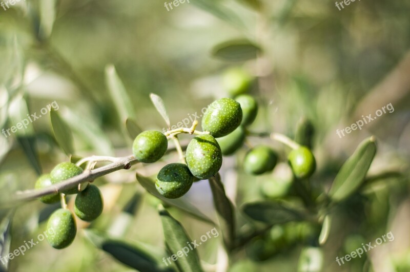 Olives Tree Olive Tree Green Plant